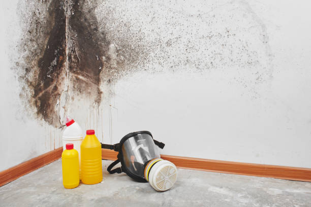 Best Attic Mold Removal  in Prospect, KY