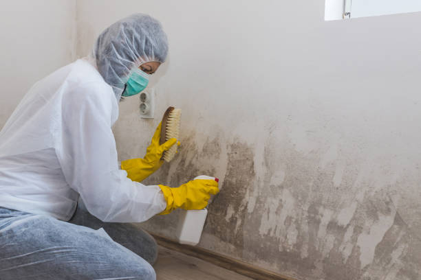 Best Mold Removal Process  in Prospect, KY