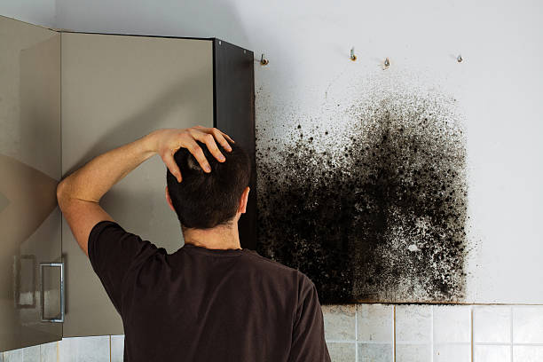 Certified Mold Removal in Prospect, KY